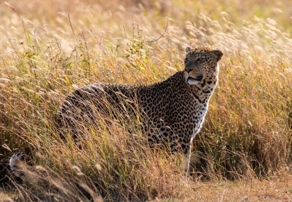 gold tourism tanzania
