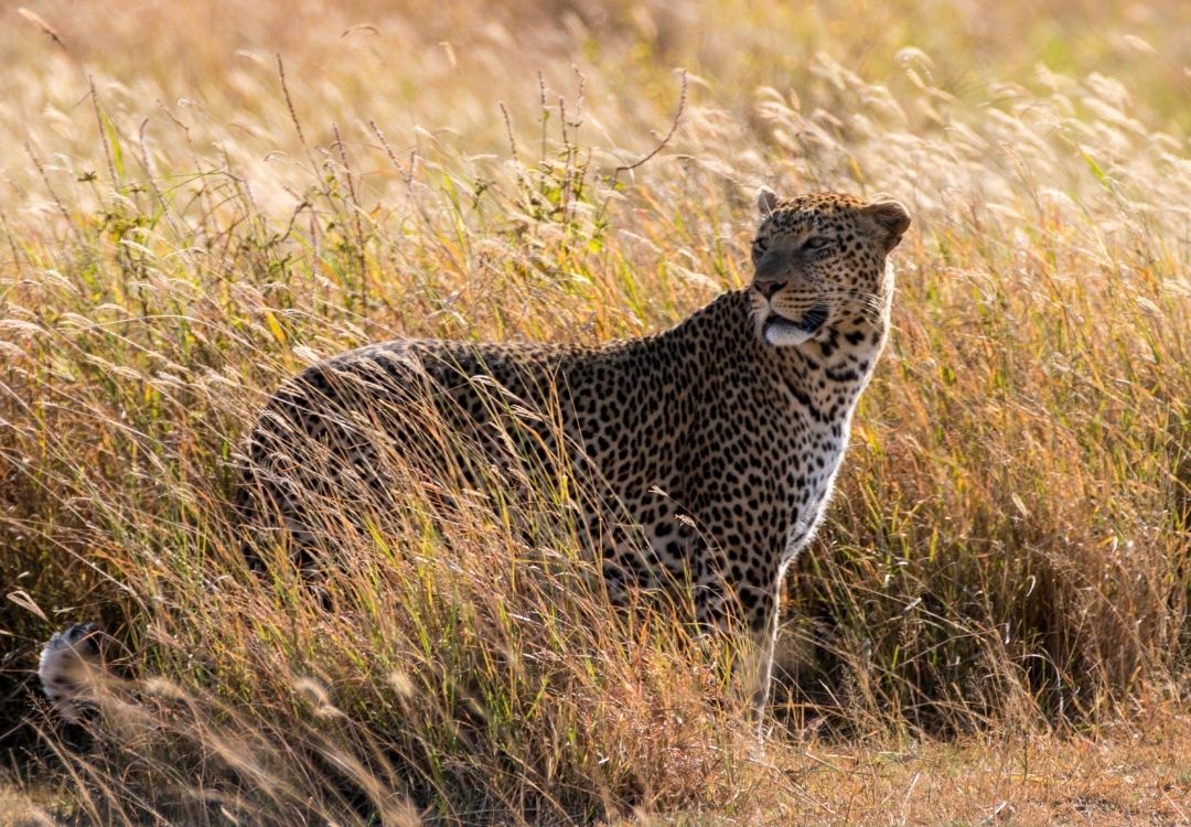 gold tourism tanzania