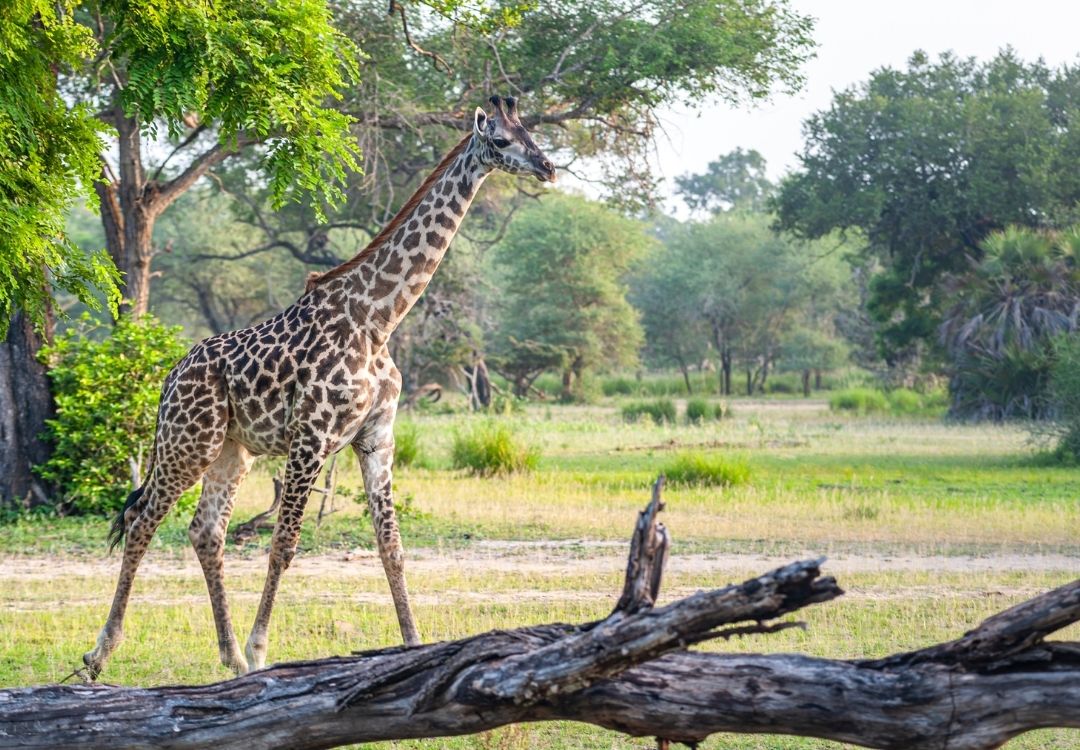 gold tourism tanzania(2)