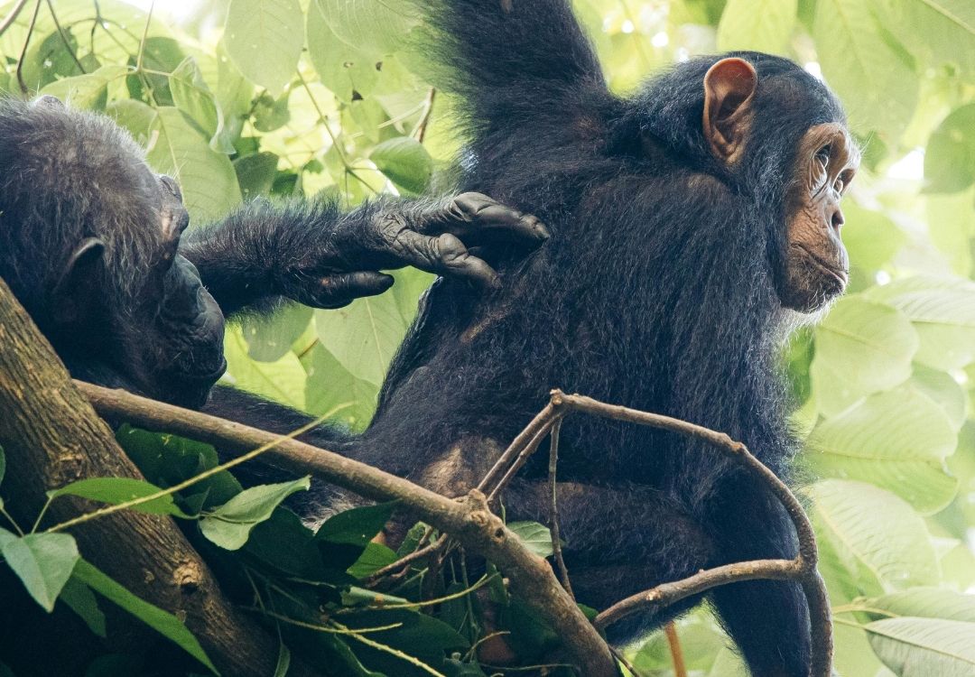 gold tourism tanzania