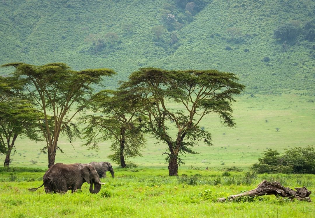 gold tourism tanzania(30)